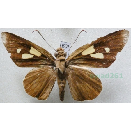 Erionota thrax (Linnaeus, 1767) Philippines 56mm60f